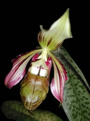 Image de Paphiopedilum sangii 1